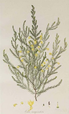 854
          <br/>
          Coloured engravings of heaths : the drawings taken from living plants only, with the appropriate specific character, full description, native place of growth, and time of flowering of each; in Latin and English.
          <br/>
          <em></em>